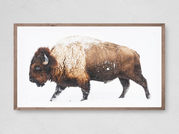 Buffalo In The Snow Winter Bison Art Print