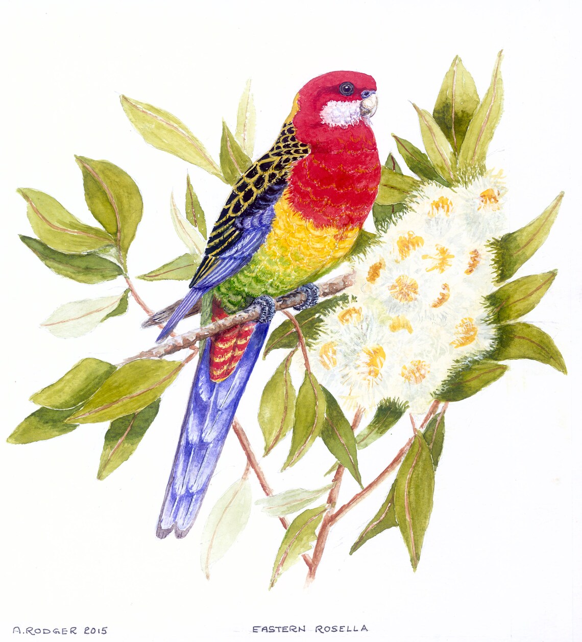 Eastern Rosella Parrot on Flowering Branch Watercolor Bird Poster