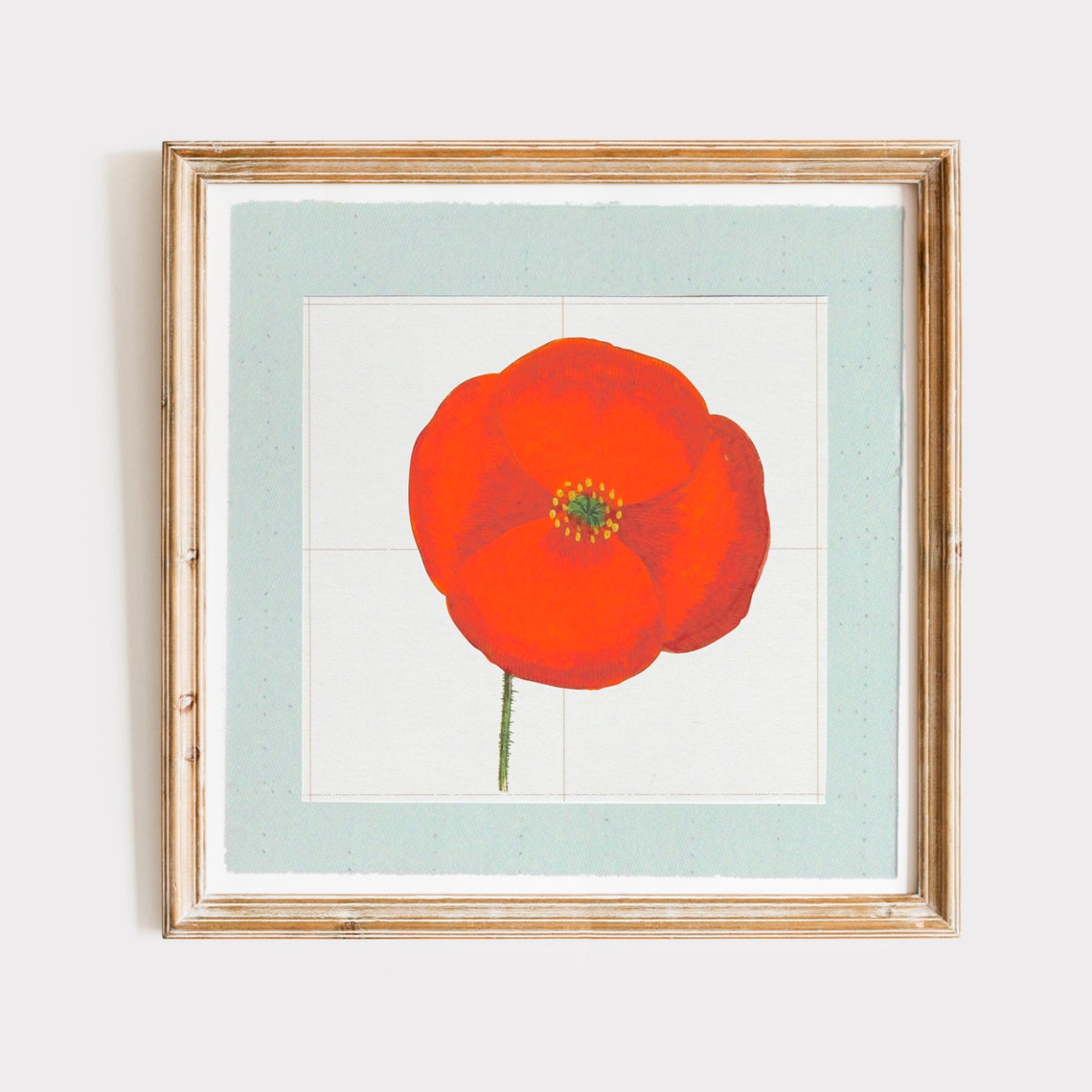 Single Red Poppy Flower Head on Sage Green Border Square Art Print
