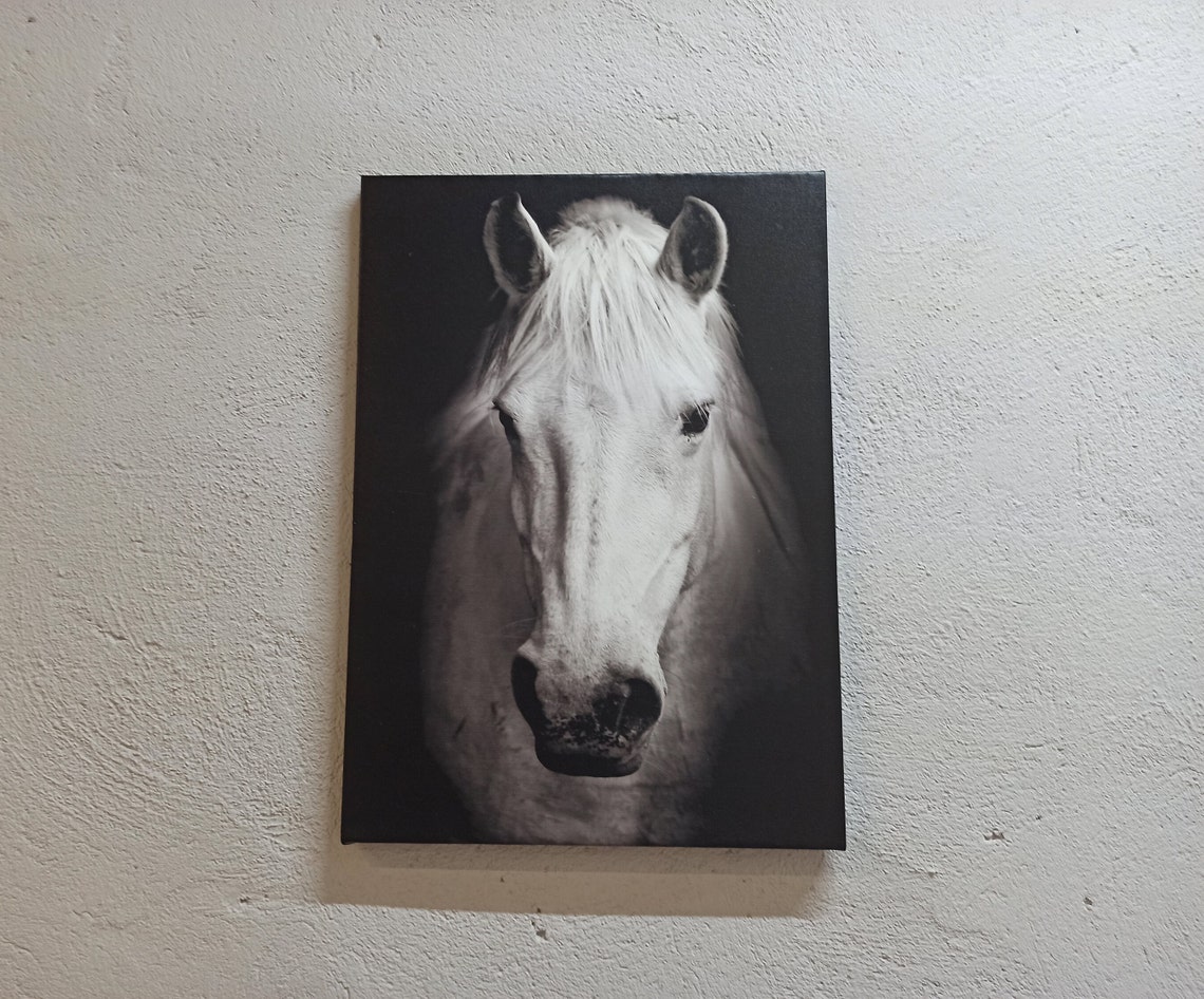 Dramatic White Horse Portrait On Dark Background Elegant Wall Art