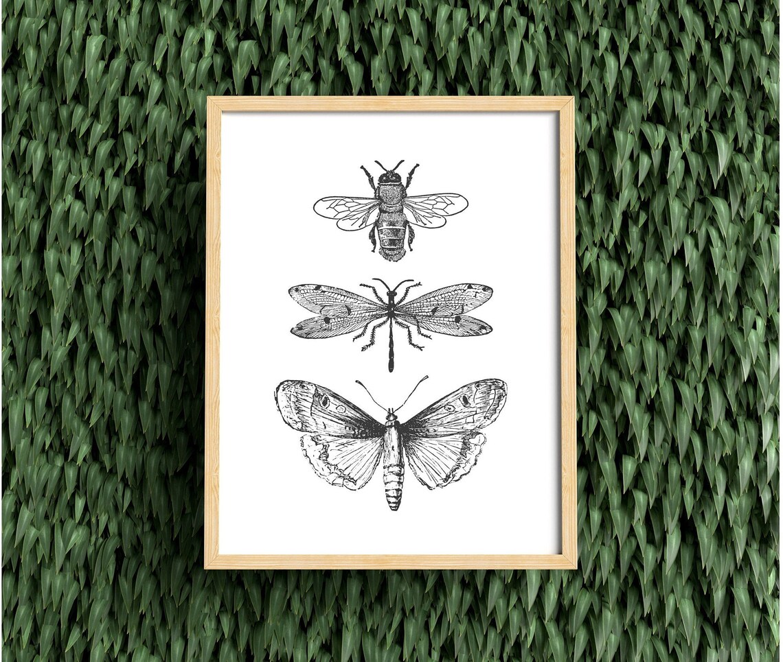Bee Moth Dragonfly Sketch Trio, Minimal Ink Line Art Print - Image 4