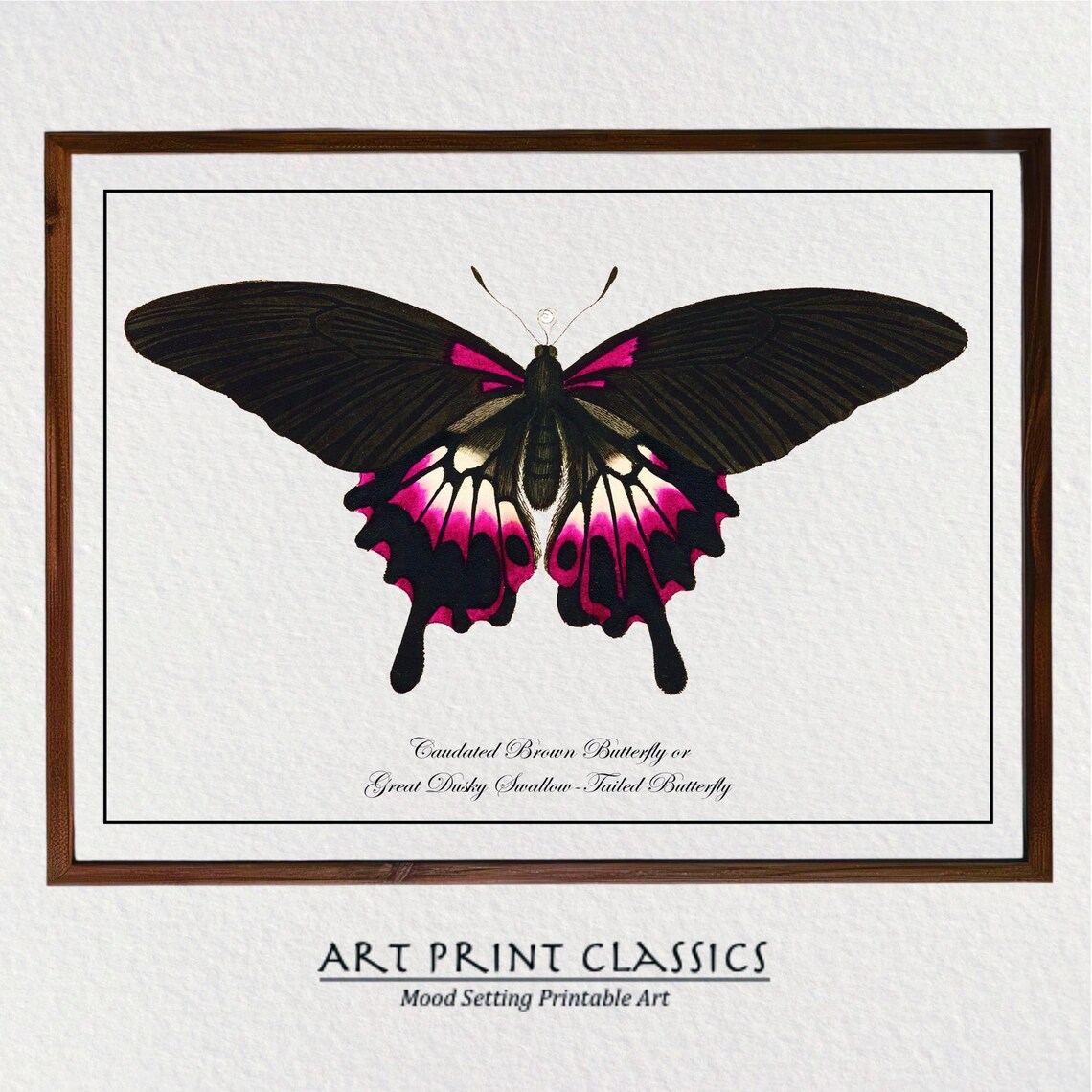Vintage Black Pink Swallowtail Butterfly Natural History Art Poster