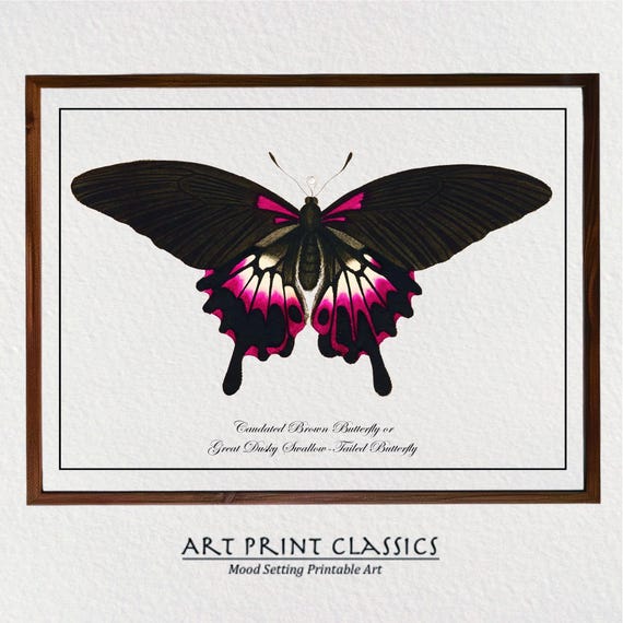 Vintage Black And Red Butterfly Art Print From 18th Century Natural History Publication