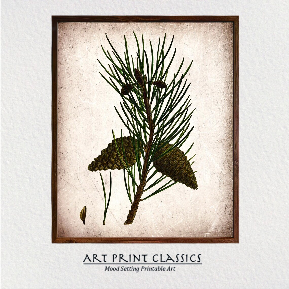 Vintage Pine Cone Rustic Nature Art Print