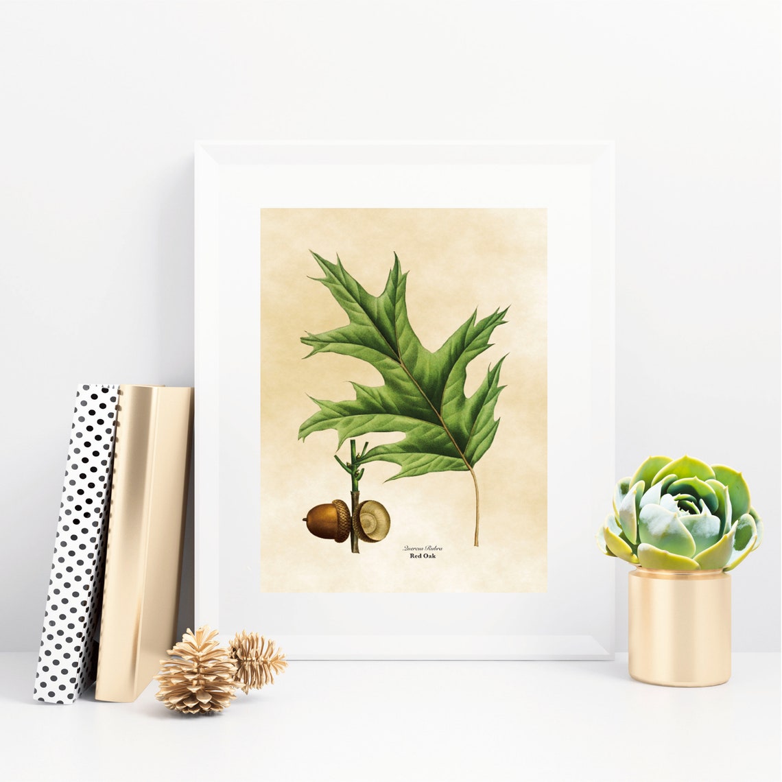 Vintage Red Oak Botanical Illustration Pointed Leaves Acorns Poster - Image 2