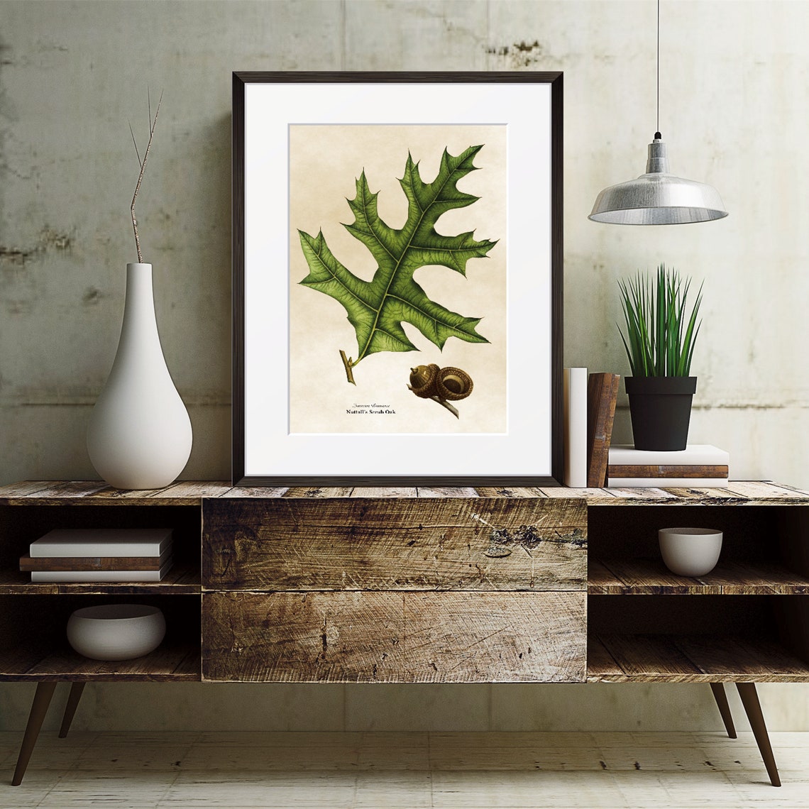 Vintage Nuttalls Scrub Oak Botanical Illustration Leaf Acorn Poster - Image 3