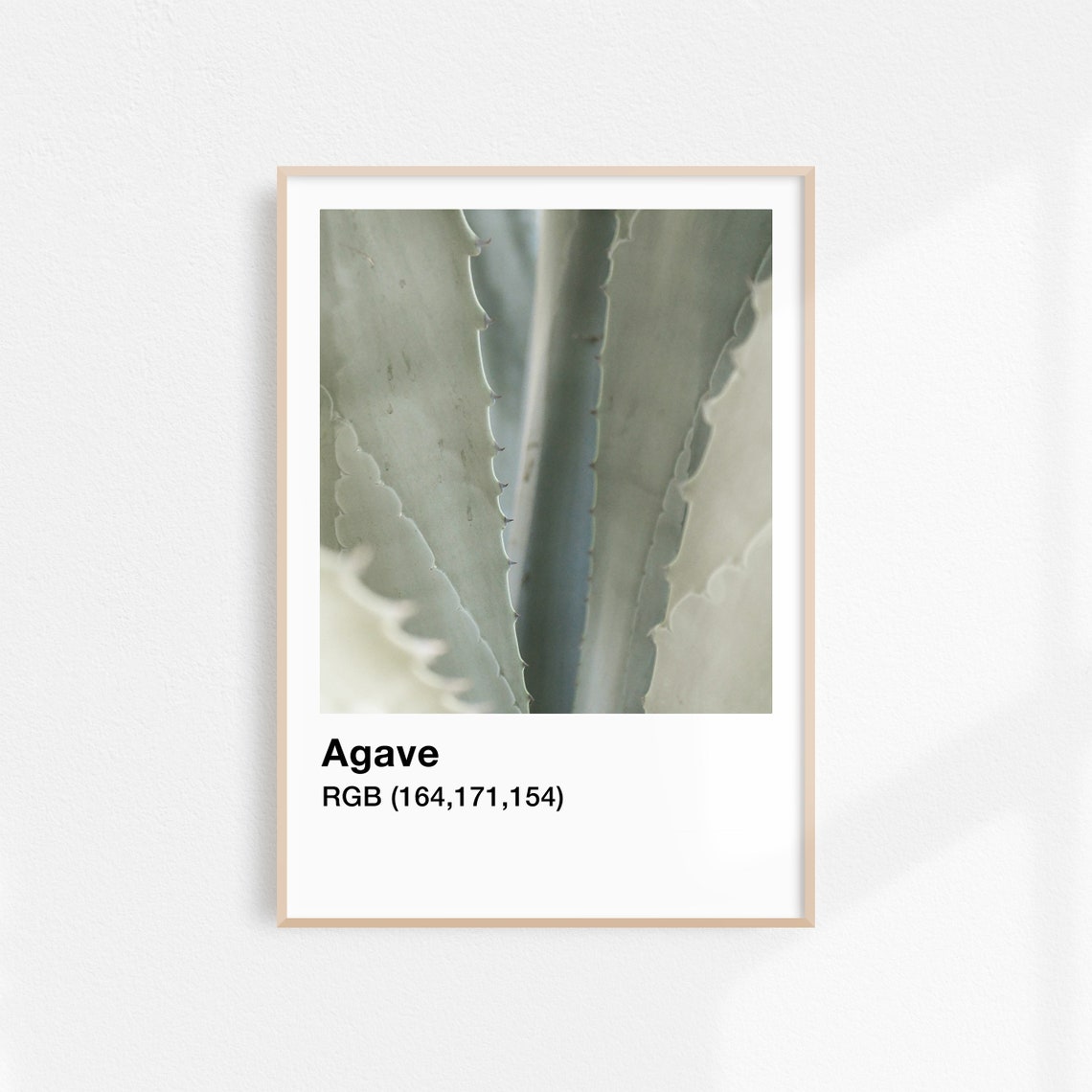 Agave Plant Botanical Photo With Color Label Minimalist Wall Art