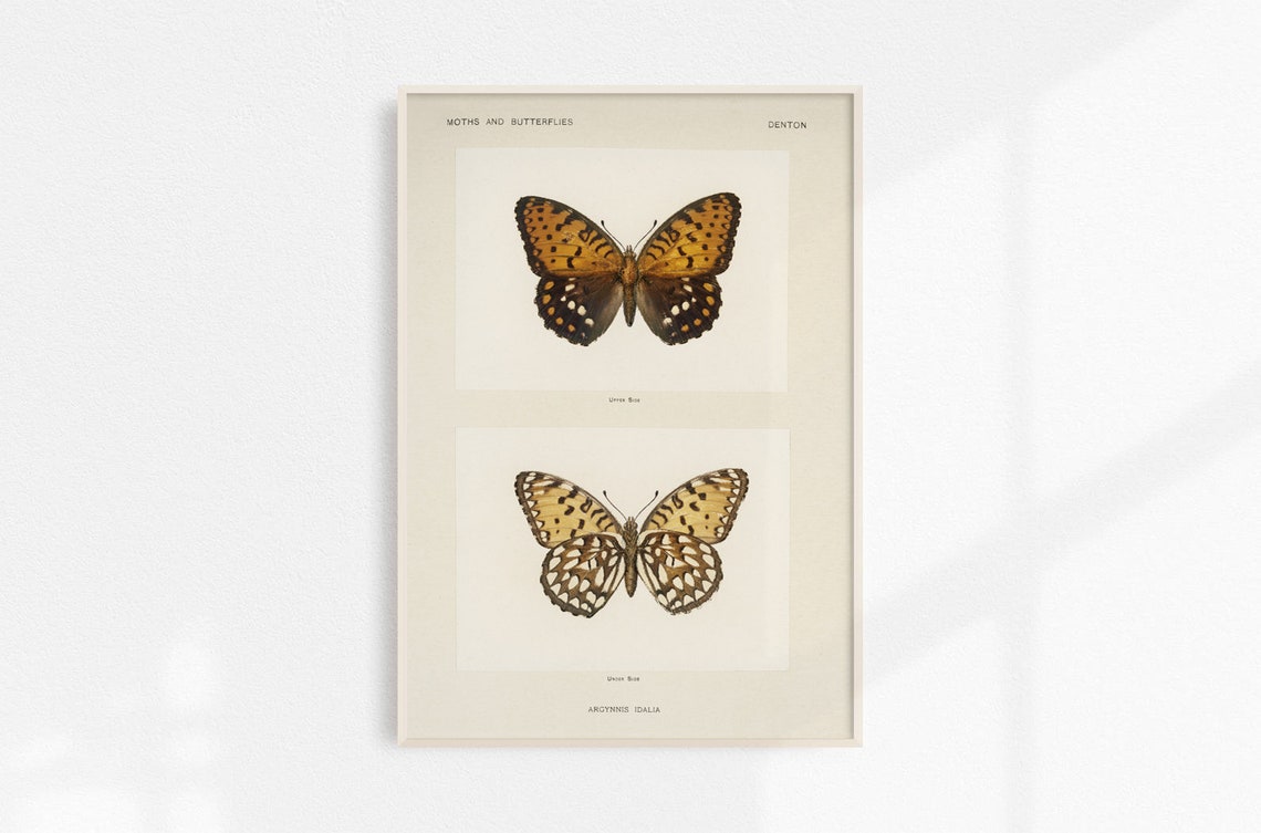Vintage Butterfly Illustration Denton Fritillary Specimen Art Print - Image 4