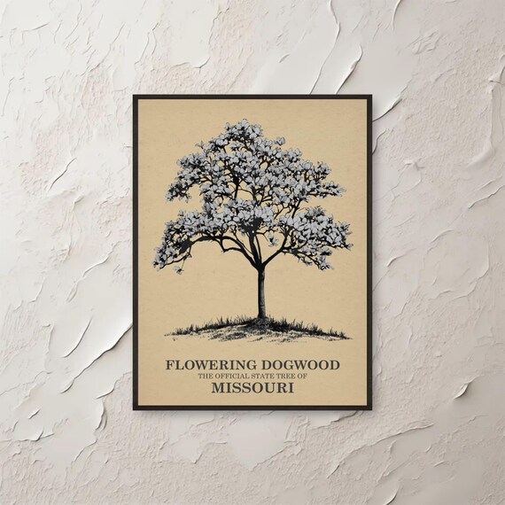 Flowering Dogwood Missouri Botanical Vintage Tree