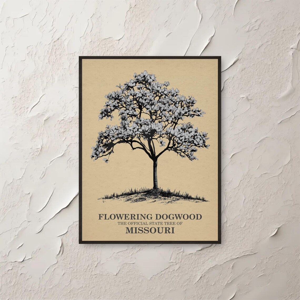 Flowering Dogwood Missouri Botanical Vintage Tree
