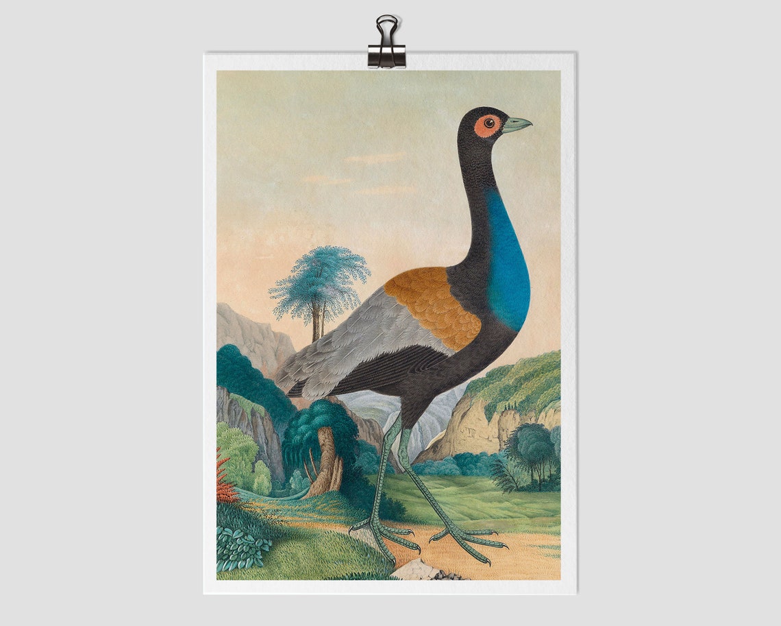 Large Exotic Game Bird Vintage Natural History Illustration Print