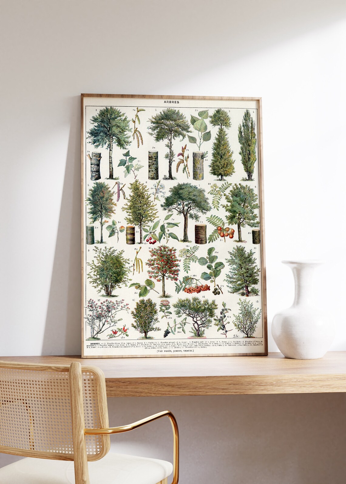 Different Trees, Vintage Botanical Poster Print - Image 4