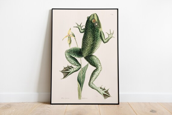 Rana Maxima Green Frog Vintage Natural History Engraving Poster