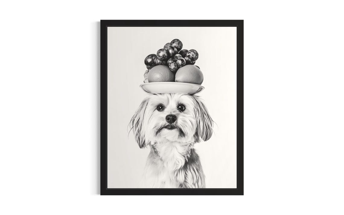 Maltese Balancing Fruit Plate on Head Cute Black and White Dog Poster