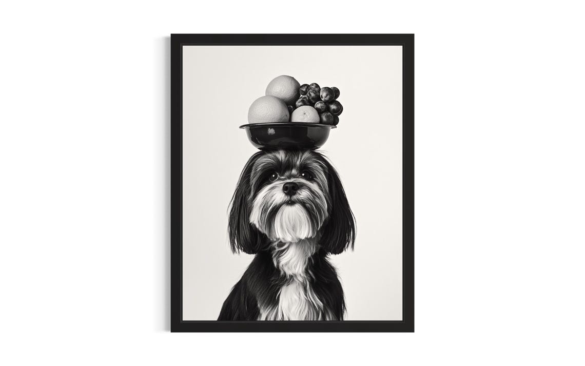 Havanese Balancing Fruit Bowl on Head Cute Black and White Dog Poster