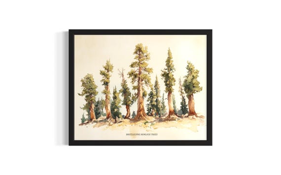 Bristlecone Hemlock Trees Poster Art Print Living Room Wall Original Painting Artwork Decor