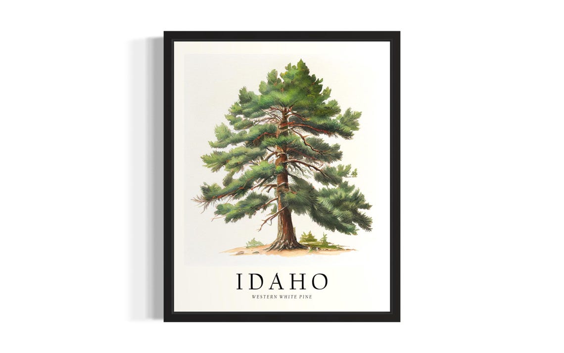 Idaho Western White Pine Tree Botanical Vintage Style Poster