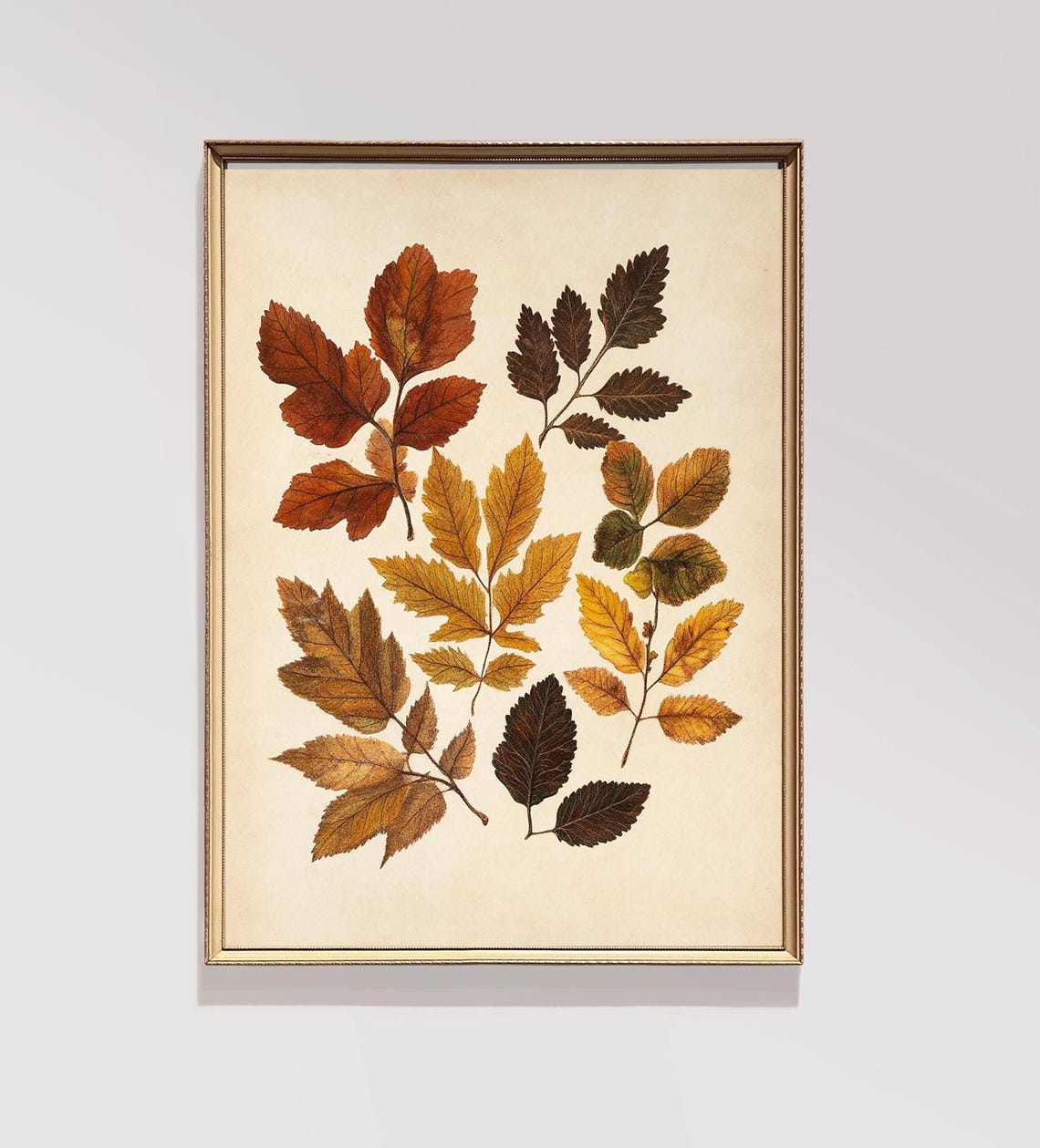 Vintage Autumn Leaves Botanical Study Fall Foliage Wall Print