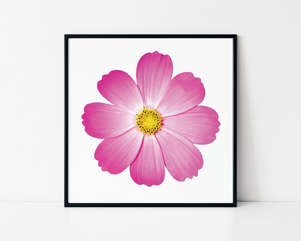 Pink Cosmos Flower Closeup Minimalist Botanical Bloom Poster