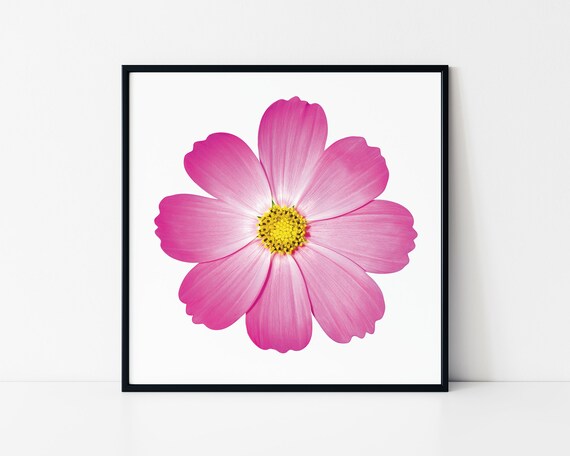 Pink Cosmos Flower Closeup Minimalist Botanical Bloom Poster
