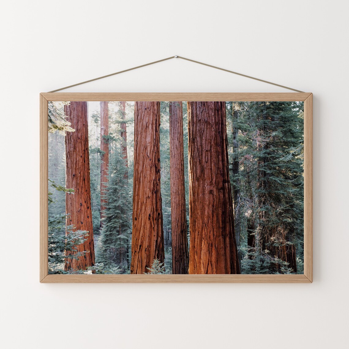 California Redwood Trees Nature Photography Art Print - Image 3
