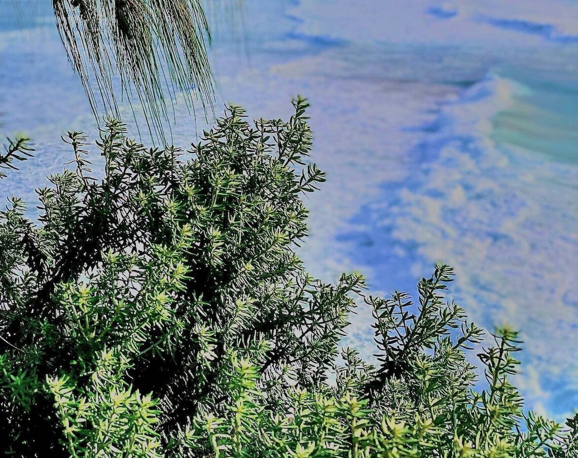 Green Coastal Bushes Against Pale Blue Nature Photo Art Poster