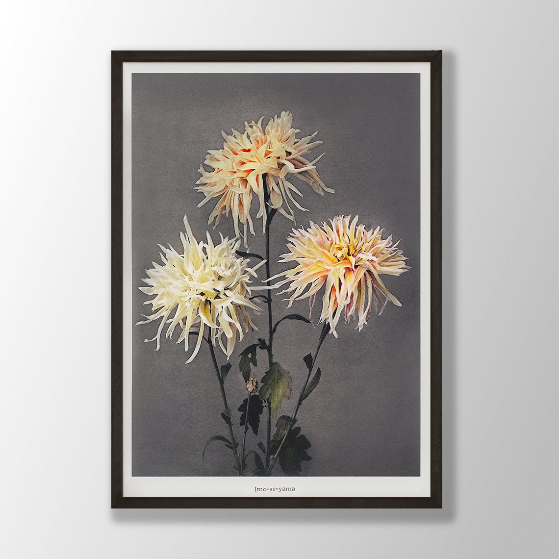 White Spider Chrysanthemums Imo-se-yama Japanese Botanical Poster