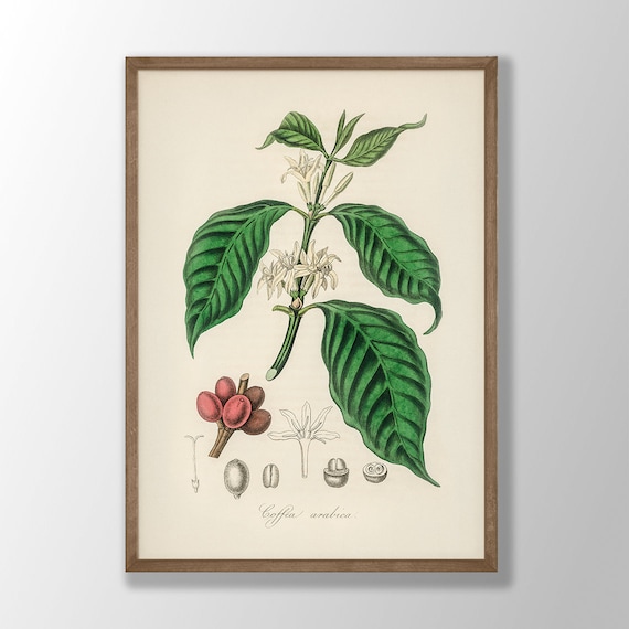 Vintage Coffee Plant Art Print, Kitchen Botanical