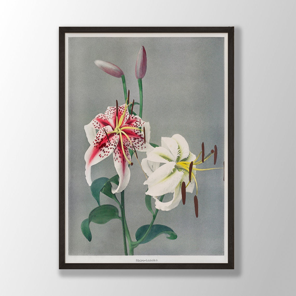 Shiro Kanoko Spotted Pink White Lily Japanese Vintage Art Poster