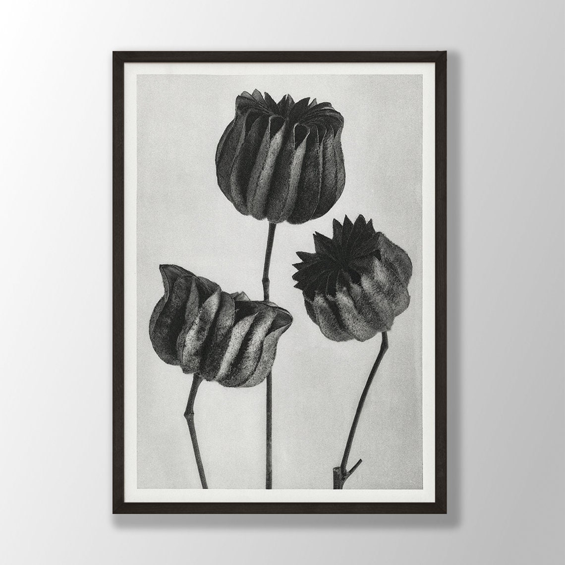 Black and White Seed Pod Trio Vintage Botanical Photograph Poster