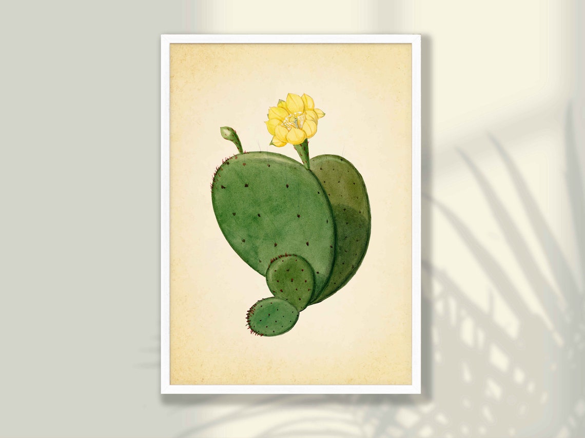 Vintage Prickly Pear Cactus Single Yellow Bloom Botanical Poster