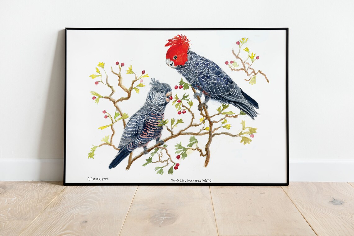 Gang Gang Cockatoos Male and Female on Berry Branch Watercolor Poster