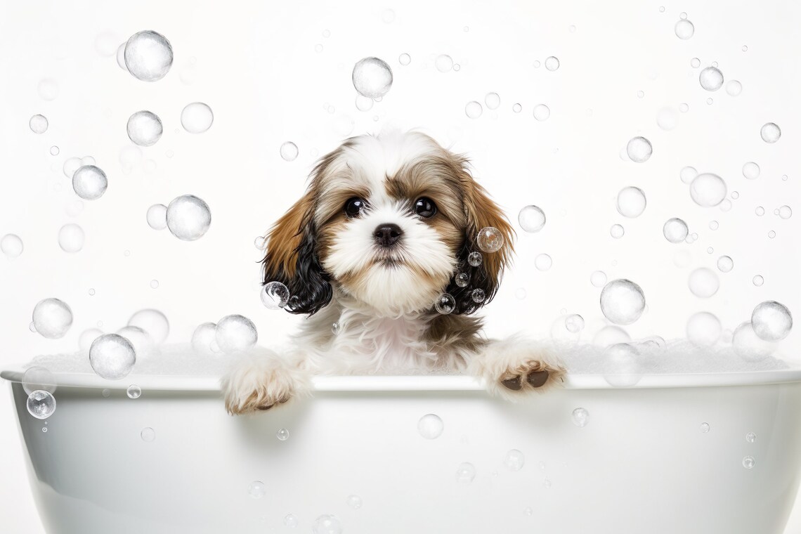 Shih Tzu Pup In The Bathtub Funny Bathroom Art Print