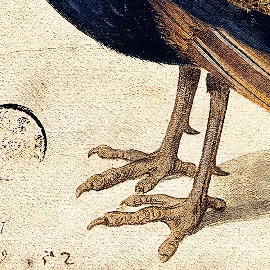 Peacock by Nicolaus Juvenel, Oil Painting Print - Image 3