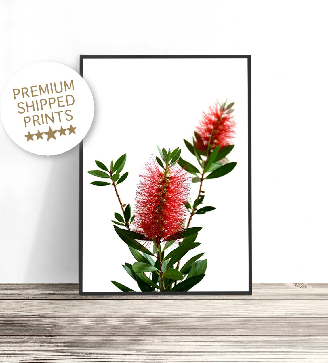 Bottlebrush Botanical Art Print, Australian Native