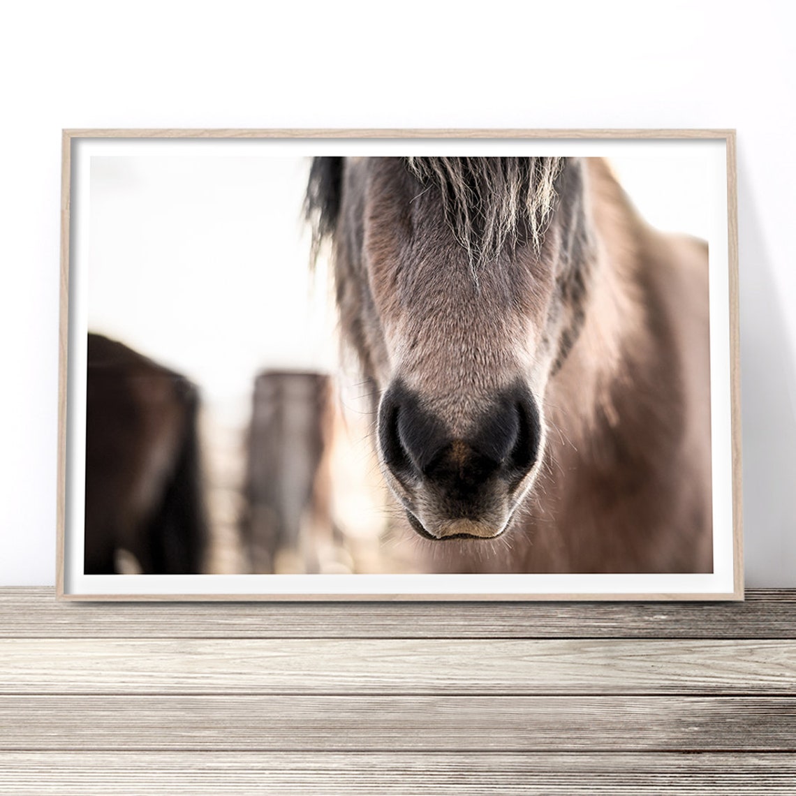 Horse Muzzle Close Up Soft Light Rustic Farm Photography Wall Poster