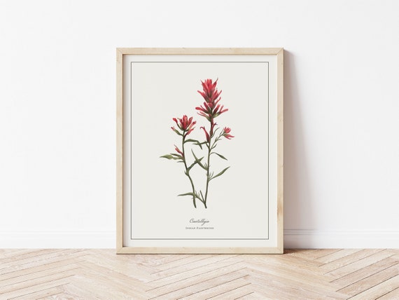 Paintbrush Botanical Illustration Watercolour Art Print