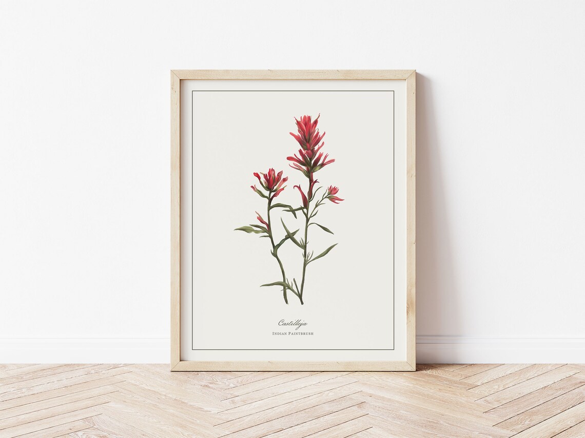Paintbrush Botanical Illustration Watercolour Art Print