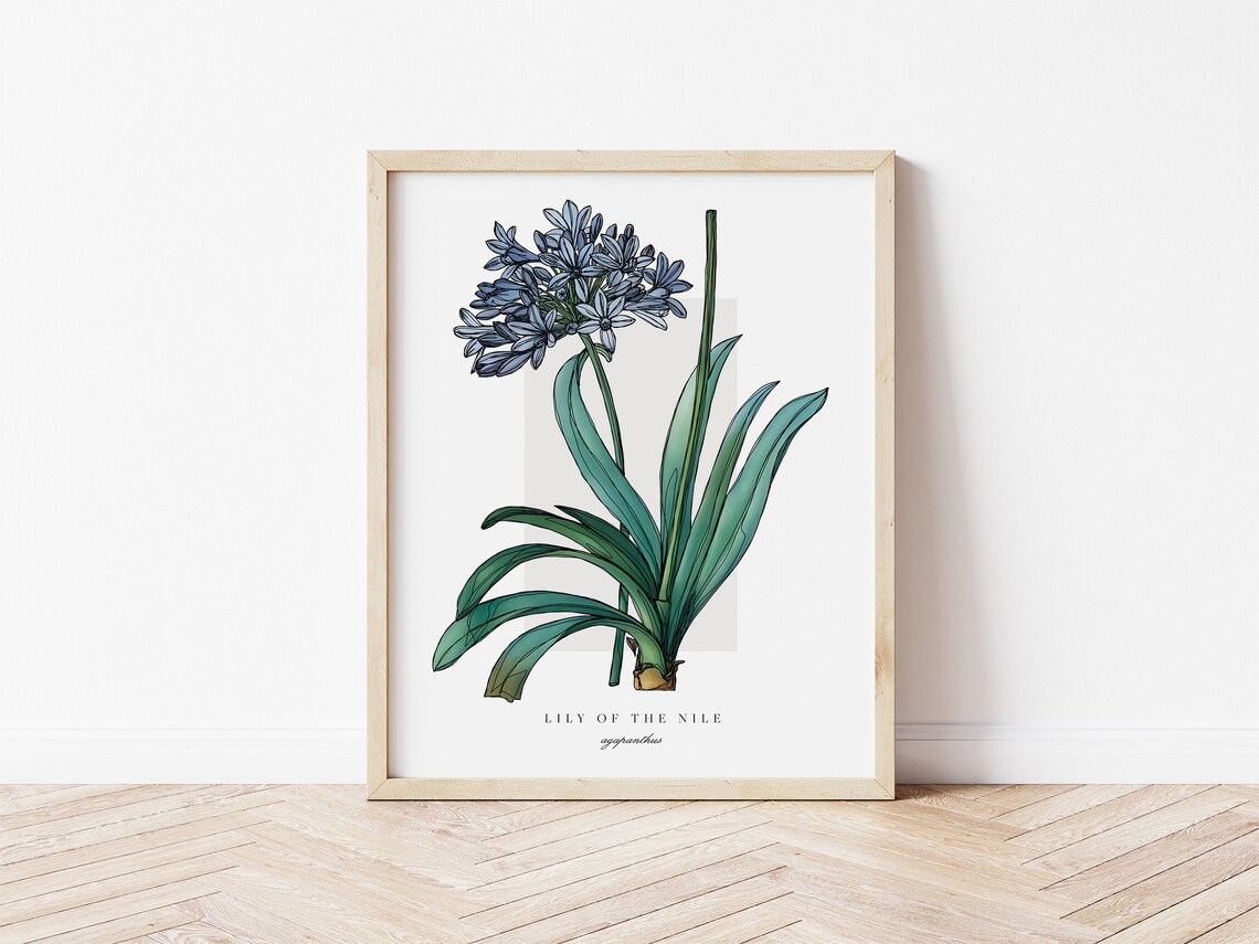 Lily Of The Nile Vintage Watercolour Art Print