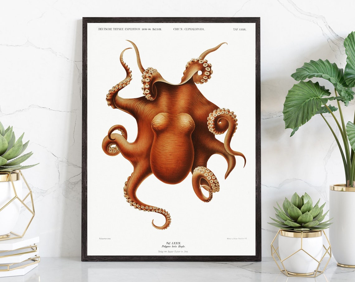 Vintage Octopus Print Sea Poster Animal Science Textbook Illustration Wall Art Bedroom Decor