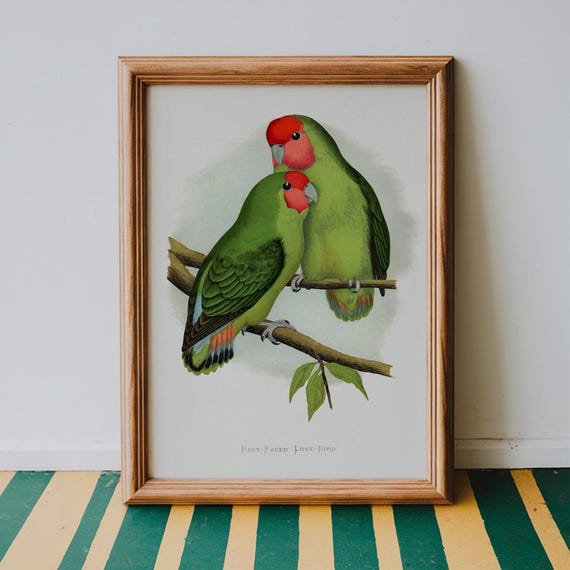 Rosy Faced Love Birds Vintage Print Bird Poster Antique Animal Painting Wall Art Decor Illustration