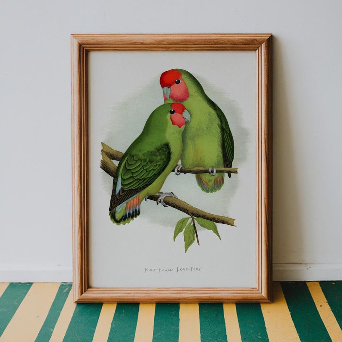 Rosy Faced Love Bird Pair Vintage Illustration Gallery Art Poster