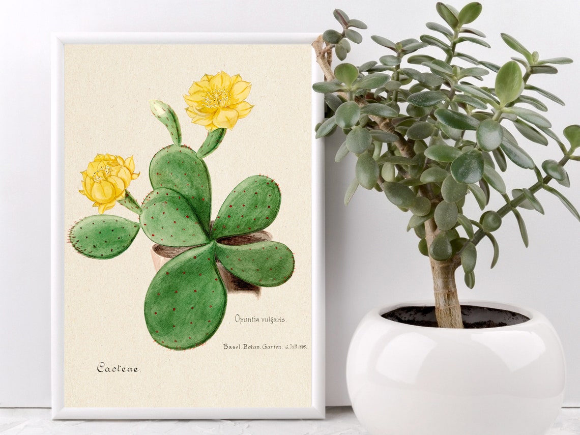 Vintage Opuntia Prickly Pear Cactus Yellow Bloom Botanical Art Print