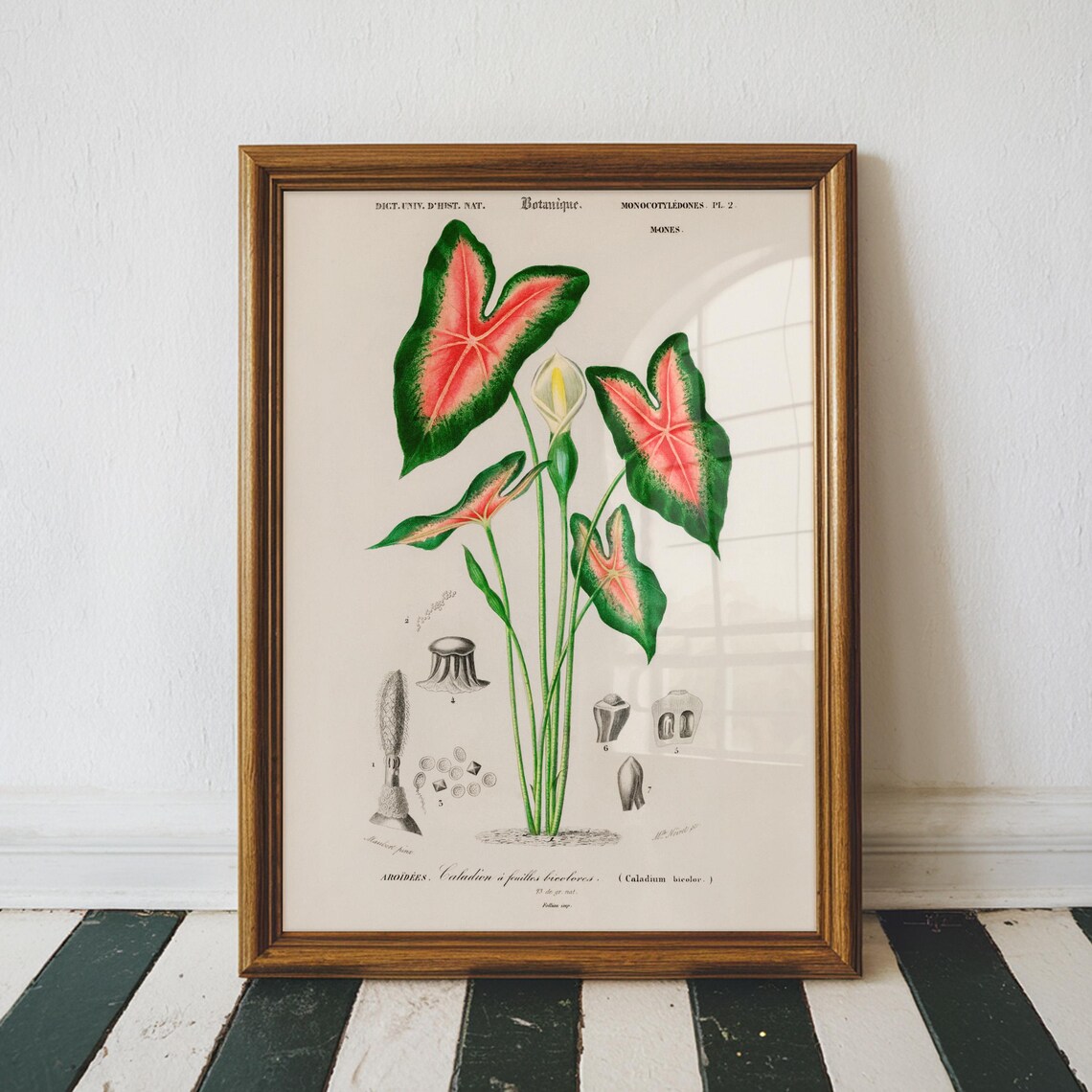 Caladium Bicolor Pink Green Heart Leaf Botanical Illustration Wall Art