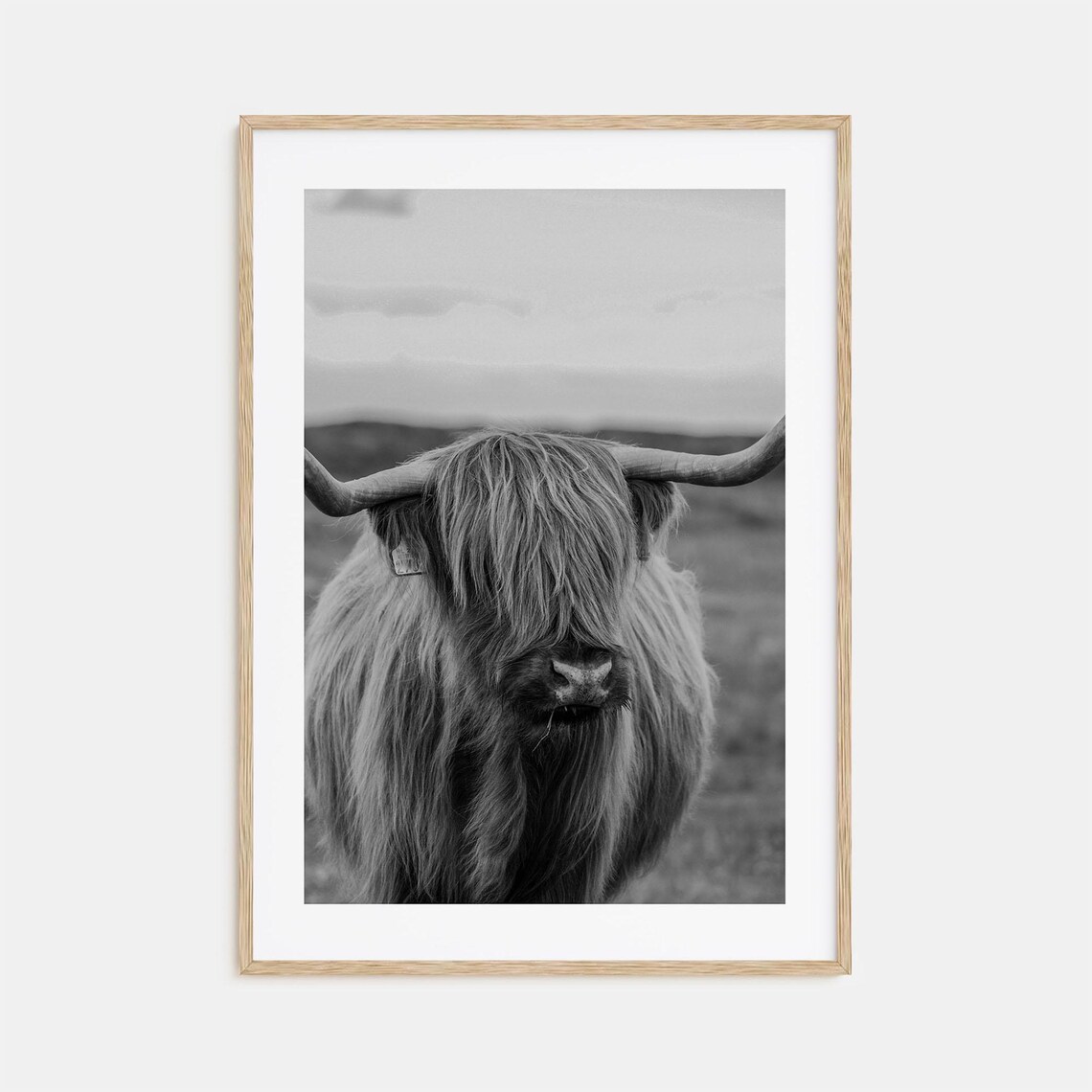 Shaggy Highland Cow Portrait Close Up Black And White Photo Poster