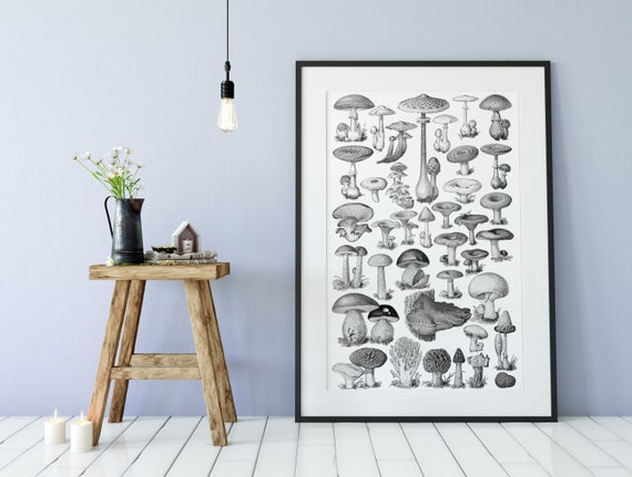 Mushrooms Vintage Illustration, Botanical Art Print