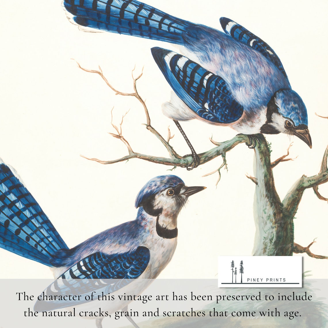 Vintage Pair Of Blue Jays Perched On Branch Nature Illustration Print
