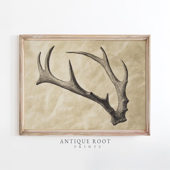 Vintage Deer Antler Art Print Antique Style Rustic Farmhouse Home Decor Moody Natural History