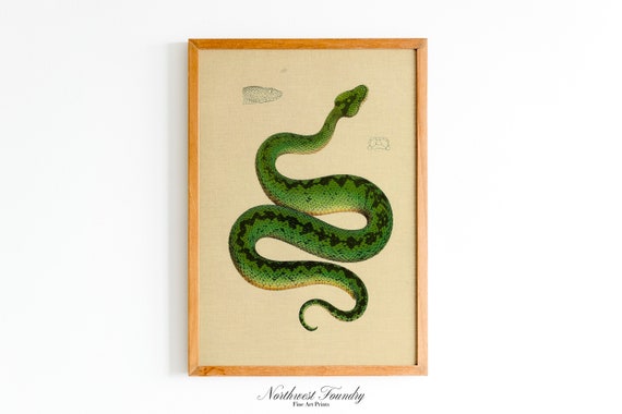Green Viper Scientific Illustration 1900s Wildlife Cottagecore Wall Art Print