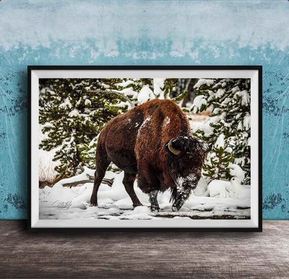 Bison Winter Art Print Snowy Landscape With Wildlife